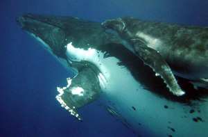adventure-mumbaby-whale