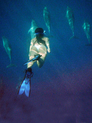 swim-with-dolphins-hawaii